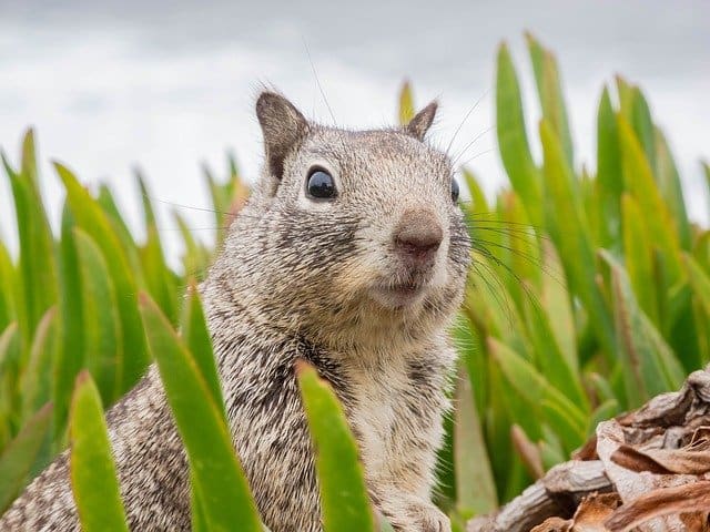 An alert squirrel 